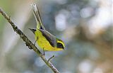 Yellow-bellied Fairy-Fantail